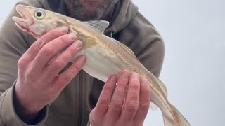 Beach Fishing Pakefield Cod dressed as a whiting [upl. by Eisenstark513]