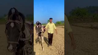 Maidan e Jung ki Shan  Bilal khan shorts youtubeshorts bilalkhanshorts shorts horse trending [upl. by Ylro]