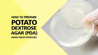 How to Prepare Potato Dextrose Agar PDA using Fresh Potatoes Part 14 [upl. by Benge]