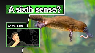 A poisonous egglaying mammal  10 COOL PLATYPUS FACTS [upl. by Aicinod]