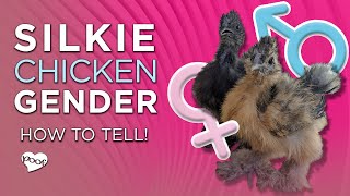 Silkie Chicken Gender 2 Foolproof Ways to Sex Silkies [upl. by Lehman]