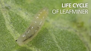 Life cycle of leaf miners [upl. by Ahsitel]