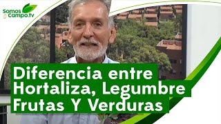 Diferencia Entre Hortaliza Legumbres Frutas Y Verduras  Somos CampoTv [upl. by Ordnaxela]