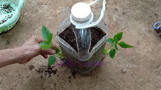 how to grow herbs Elsholtzia cristata with plastic bottles [upl. by Yvor790]