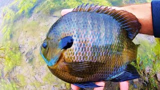 GIANT BLUEGILL FISHING with LURES [upl. by Amalee]