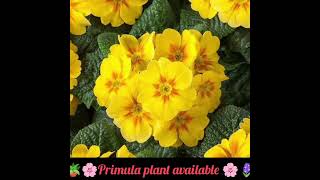 🪻🪴🌸Primula plant available 🌸🪻🪴18 colours availableAll India home 🏠 delivery 🚚 [upl. by Airotna932]