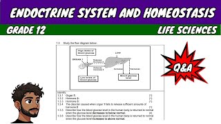 Endoctrine System and Homeostasis Grade 12 Life Sciences [upl. by Auqinom]