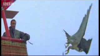 Birds  peregrine falcon dives at 180 mph  Ultimate Killers  BBC wildlife [upl. by Leitman]