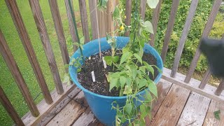 How to interplant beanscucumbers in a containerintercroppingpolyculture [upl. by Salim145]