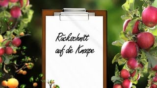 Obstbaumschnitt Der Kurs Theorie Kap 9 Rückschnitt auf die Knospe [upl. by Pauly272]