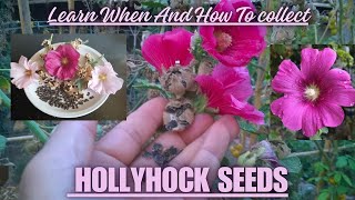 Learn When And How To Harvest Hollyhock Seeds 🌸 hollyhock seedsaving gardening flowers plants [upl. by Adlez693]