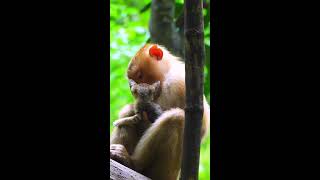 Watch the Heartwarming Bond Between Monkey Sheba and Her Adorable Baby Cat A Touching Tale of Love [upl. by Marlon]