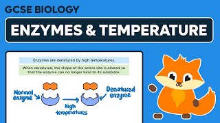 The Effect of Temperature on Enzyme Activity  GCSE Biology [upl. by Sommers]