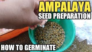 How to germinate ampalaya seed [upl. by Tierell]