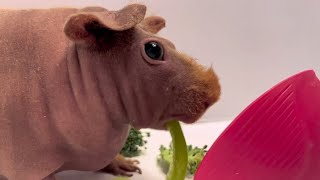 Cute Skinny Pig [upl. by Drusi]