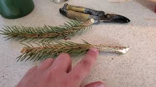 How to propagate evergreen trees from limb unions and cuttings [upl. by Kcaj]