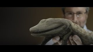 Ancient Human Ancestor Documentary  Finding Tiktaalik  Your Inner Fish english subtitles [upl. by Ttenaj]