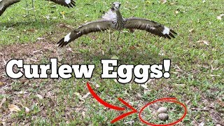 Hysterical Hissing Curlews [upl. by Bainbridge]