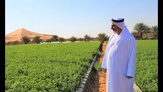 Agriculture in UAE deserts is possible and profitable [upl. by Isolda]