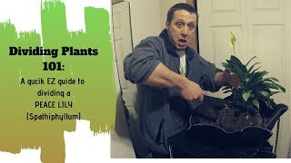 How To Propagate Divide Peace Lily 101 [upl. by Mitchiner]