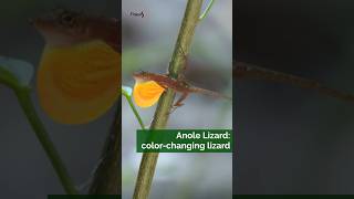 Anole Lizard Can change colors [upl. by Arlina]