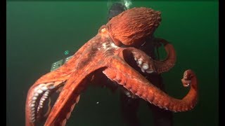 Facts The Giant Pacific Octopus [upl. by Louella]