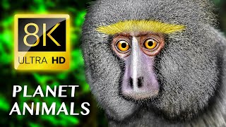 Planet Animals 8K ULTRA HD [upl. by Inavihs]