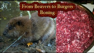 Beavers to Burgers  How to Butcher a Beaver [upl. by Annatsirhc734]