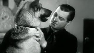 The Silver Trail 1937  BWestern Movie Rin Tin Tin Jr [upl. by Tomasine]