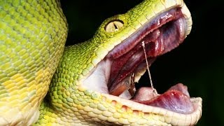 Terrifying Facts About Snakes That Will Give You Nightmares [upl. by Bartholomew]