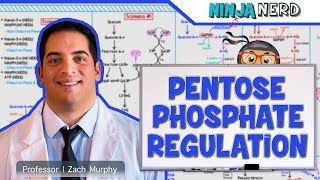 Metabolism  Regulation of Pentose Phosphate Pathway [upl. by Nylave473]