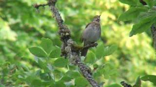 Swainsons Thrush song [upl. by Nayd926]