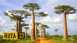 La Avenida de los Baobabs  Madagascar [upl. by Hinch]