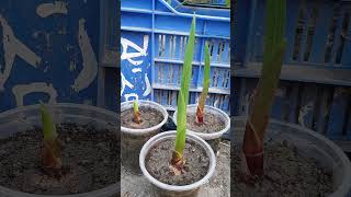 How to grow Gladiolus part 2 [upl. by Nika]