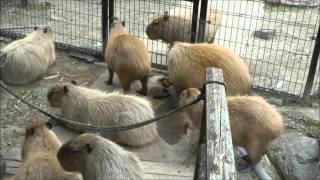 The Beautiful Love Songs Capybaras Sing Beautiful Sounds Female Capybaras Make [upl. by Llerrej]