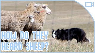 How Do Sheepdogs Herd Sheep [upl. by Cyrilla]