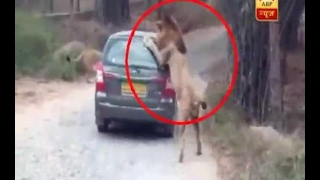 Lions attack tourist vehicle in Bannerghatta Biological Park [upl. by Eckardt286]