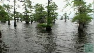 Giant Salvinia Invade Caddo Lake Texas [upl. by Milissa520]