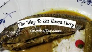 The Way To Eat Hassa  CascadooCascadura [upl. by Niveek386]