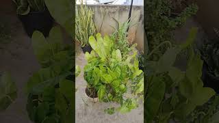 Healthy Philodendron Ornamental plant naturelovers plants [upl. by Hinson]