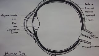 How to draw Eye  Draw and label the parts of Eye [upl. by Nowell]