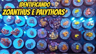 Conhecendo e Identificando alguns CORAIS Zoanthus e Palythoas [upl. by Ayotahc]