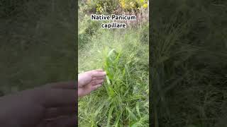 Native grass to the USA Panicum capillare [upl. by Yklam]