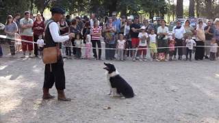 4 Border Collie Dogs VS a Flock Of Ducks [upl. by Frederick]