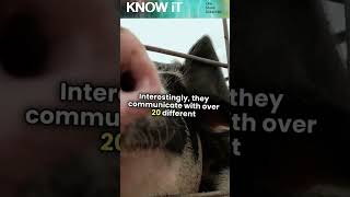 5 Amazing Pig Facts That Will Surprise You  ABC ZOO Fun Animal Lessons [upl. by Ive]