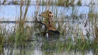 Yellow Bittern Off Chennai [upl. by Ryon]