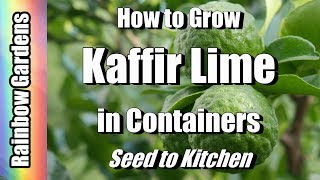 How to Grow Kaffir  Makrut  Meyer Lemon amp Citrus Trees in Containers Seed to Kitchen [upl. by Anikehs]