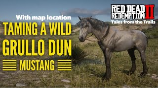 Red Dead Redemption 2 Catching a wild Grullo Dun Mustang  With Location [upl. by Enilrac819]