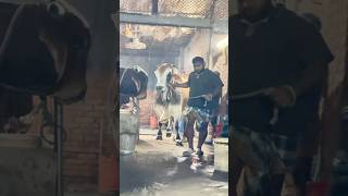 Powerful Young Sahiwal bull Exiting the Barn from Hakeem Cattle Farm 2025  Cattle Farm 2025 [upl. by Enailil]