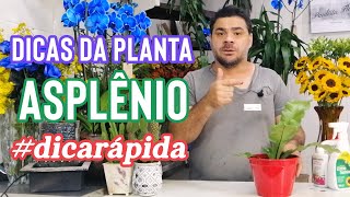 Dicas da Planta Asplênio Shorts [upl. by Raddie]